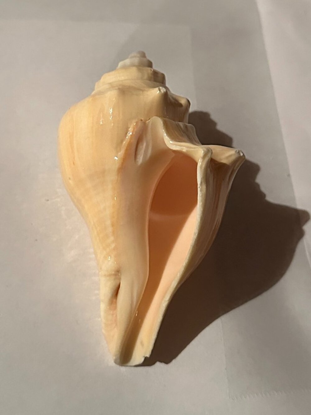 Florida Seashells - Picture 3 of 7